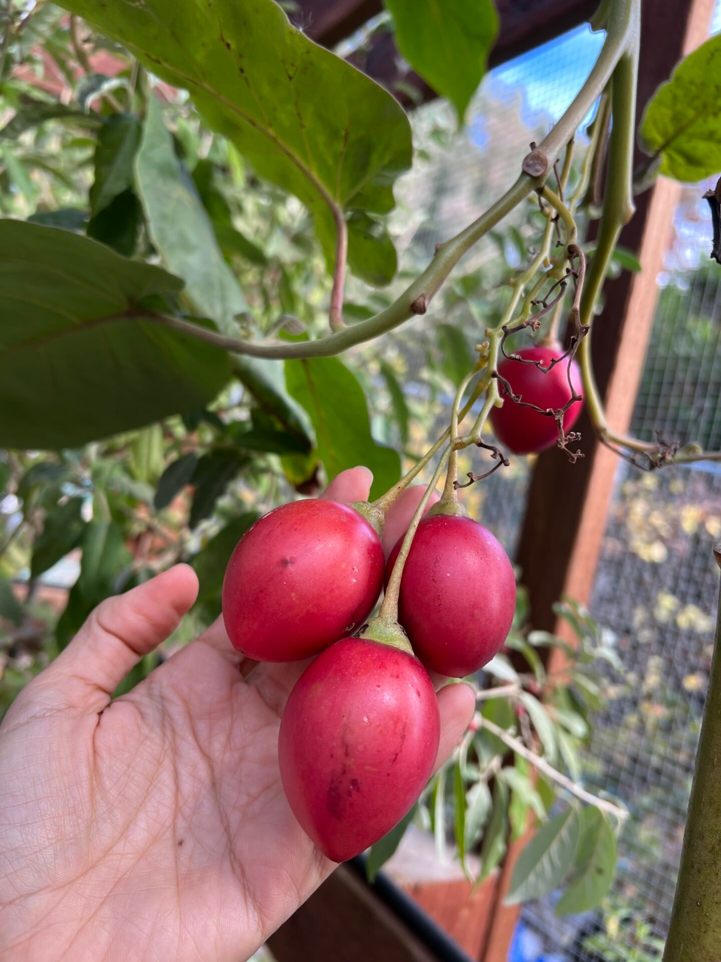 How To Make Tamarillo Salsa From Homegrown Tree Tomatoes - Marzi's Garden